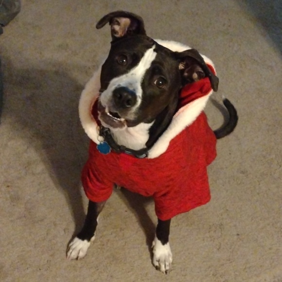 Meet your Posher, Posh - Picture 1 of 1